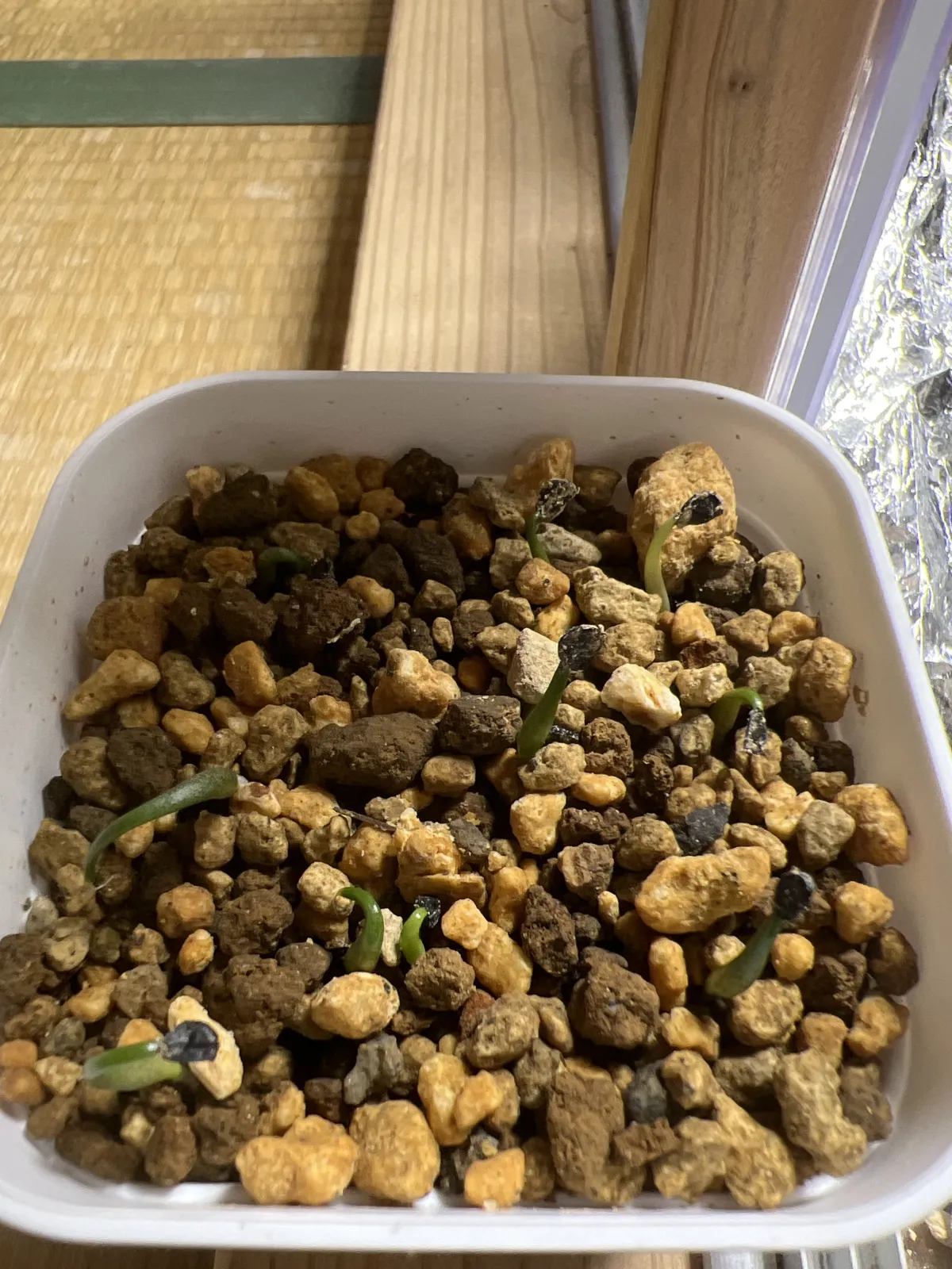 Agave kerchovei (アガベ ケルチョベイ)