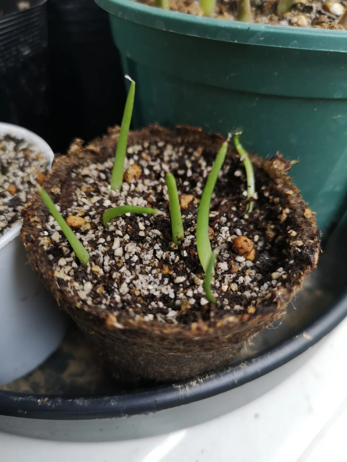 Agave chiapensis (アガベ チアペンシス)