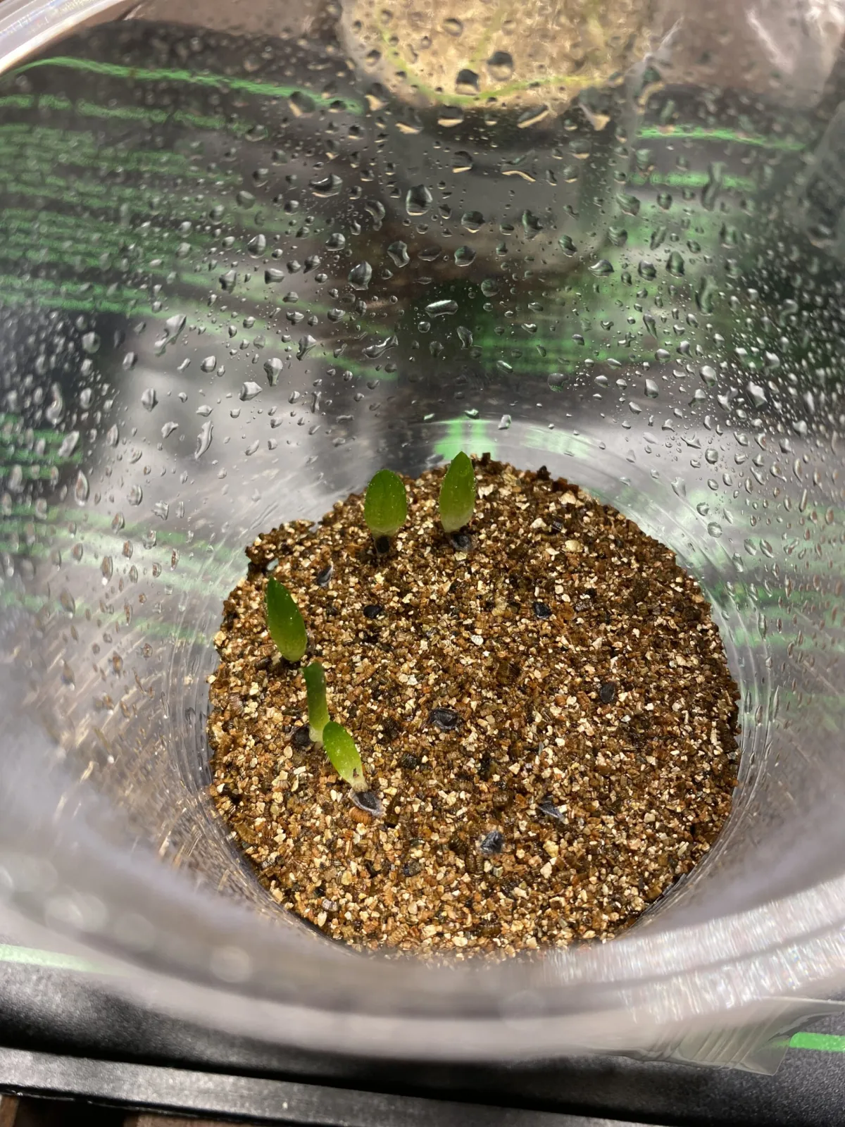 Aloe broomii (アロエ ブルーミー)