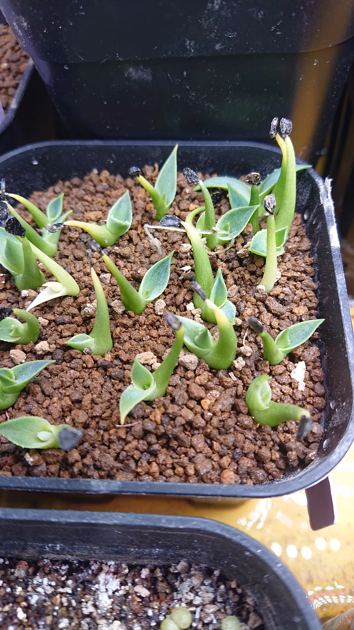 Agave utahensis var. eborispina 'Vegas' (アガベ エボリスピナ ヴェガス)