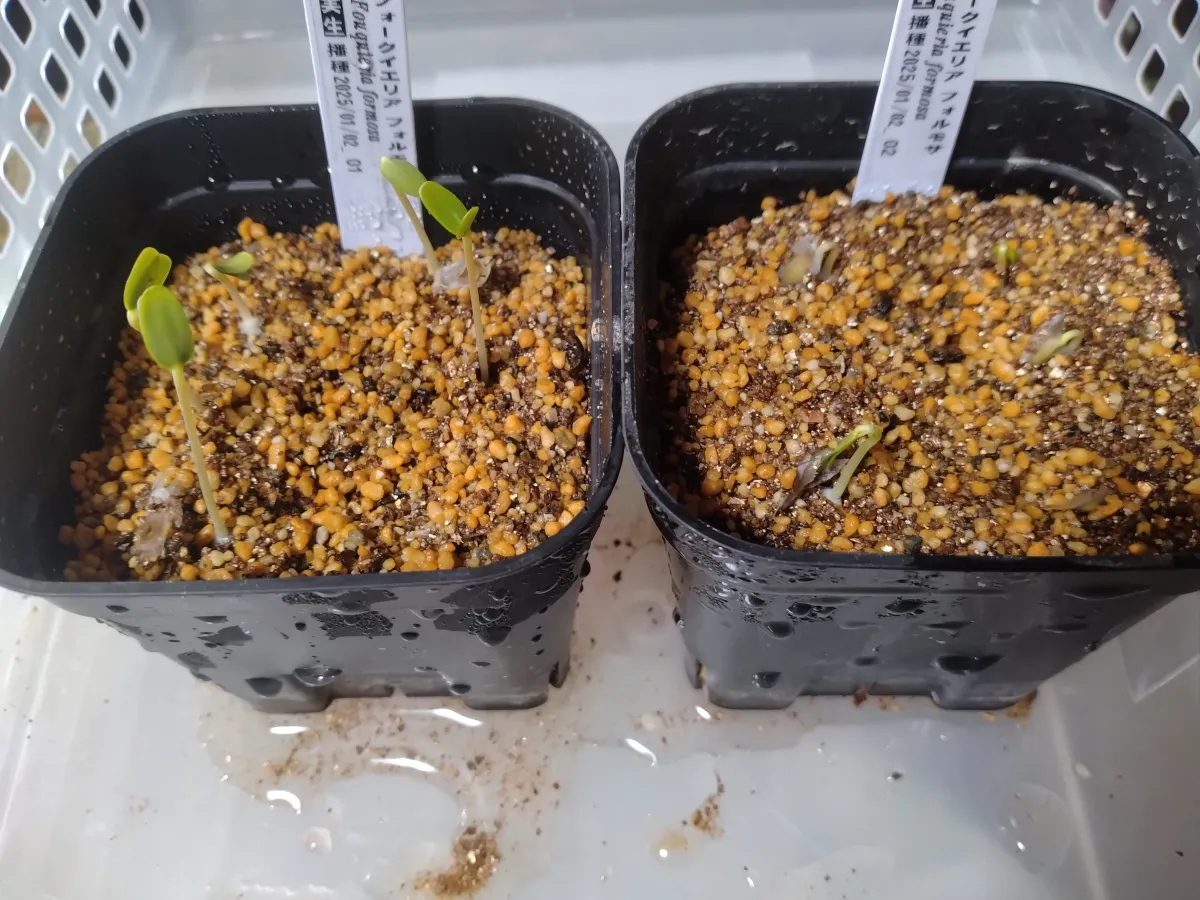 Fouquieria formosa (フォークイエリア フォルモサ)