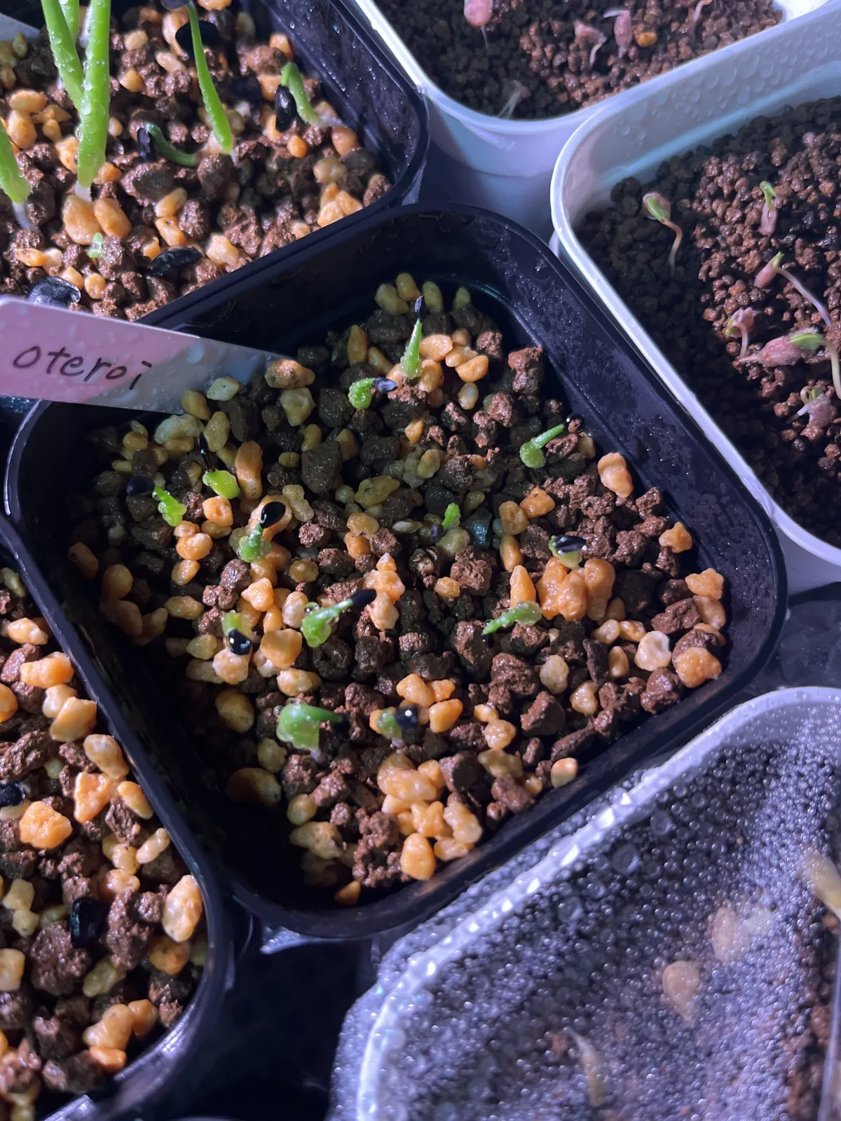 Agave oteroi (アガベ オテロイ)