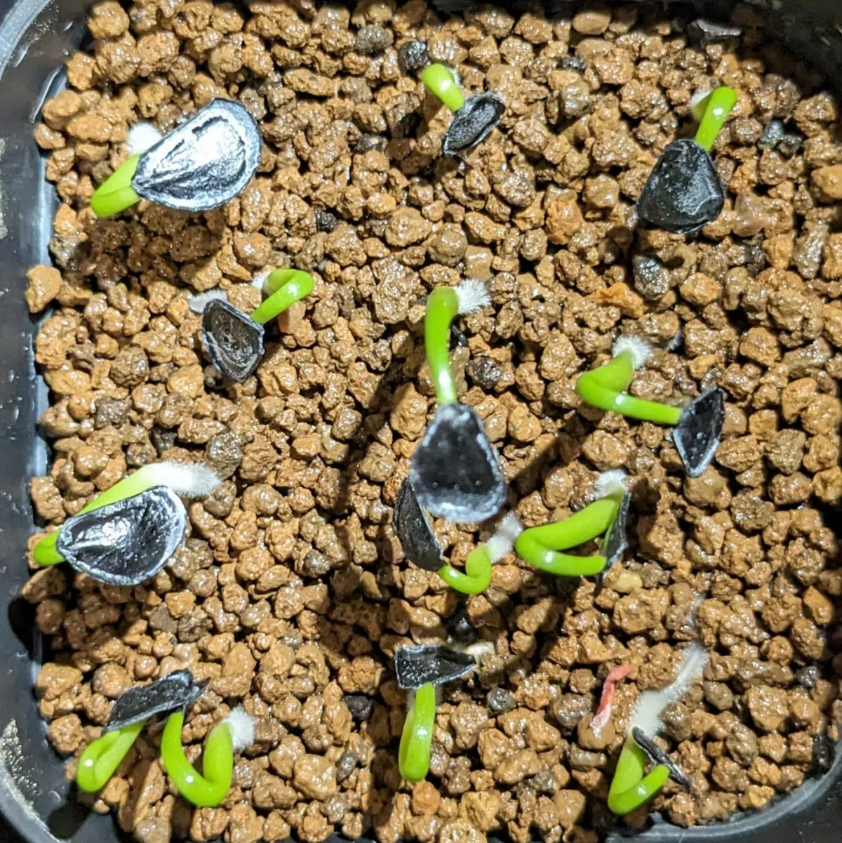 Agave montana (アガベ モンタナ)