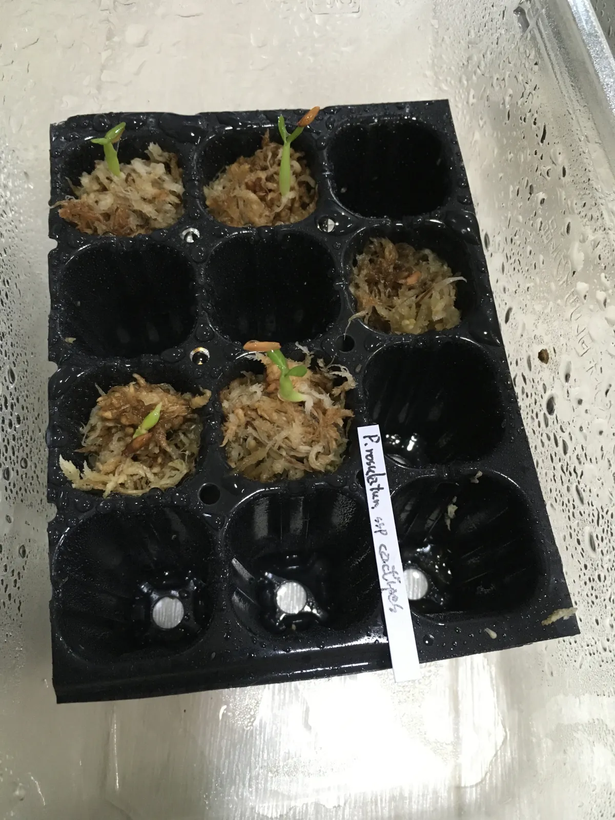 Pachypodium rosulatum ssp. cactipes (パキポディウム カクチペス)