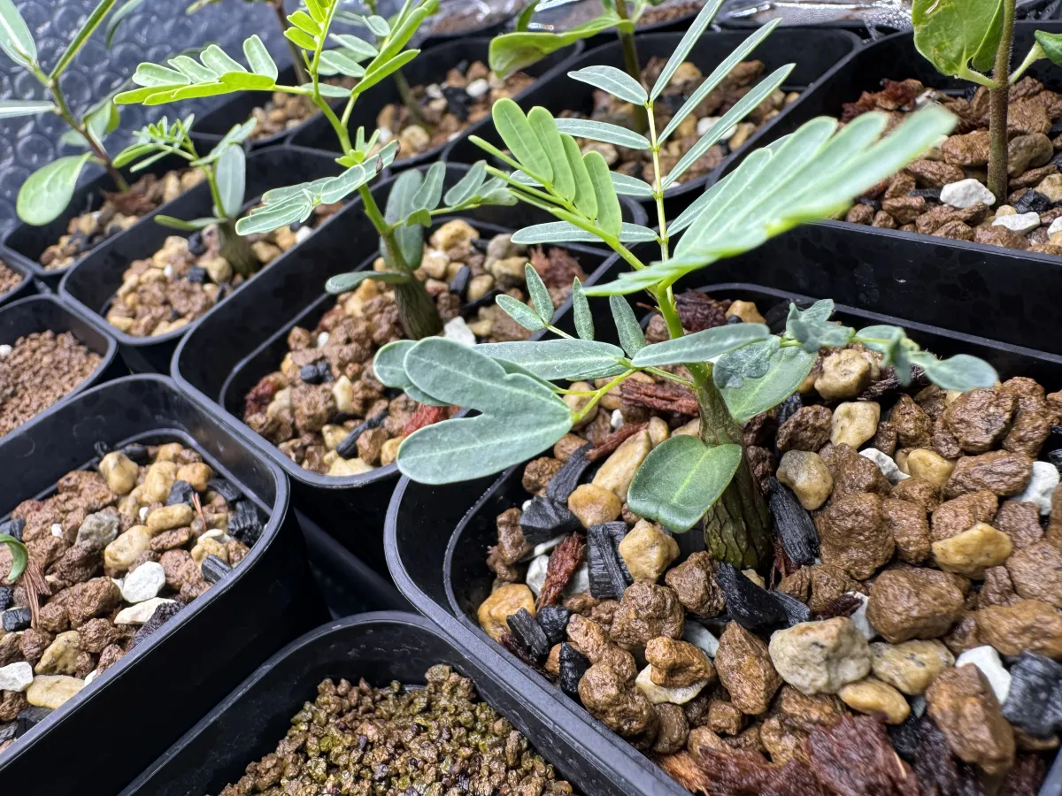 Senna meridionalis (センナ メリディオナリス)