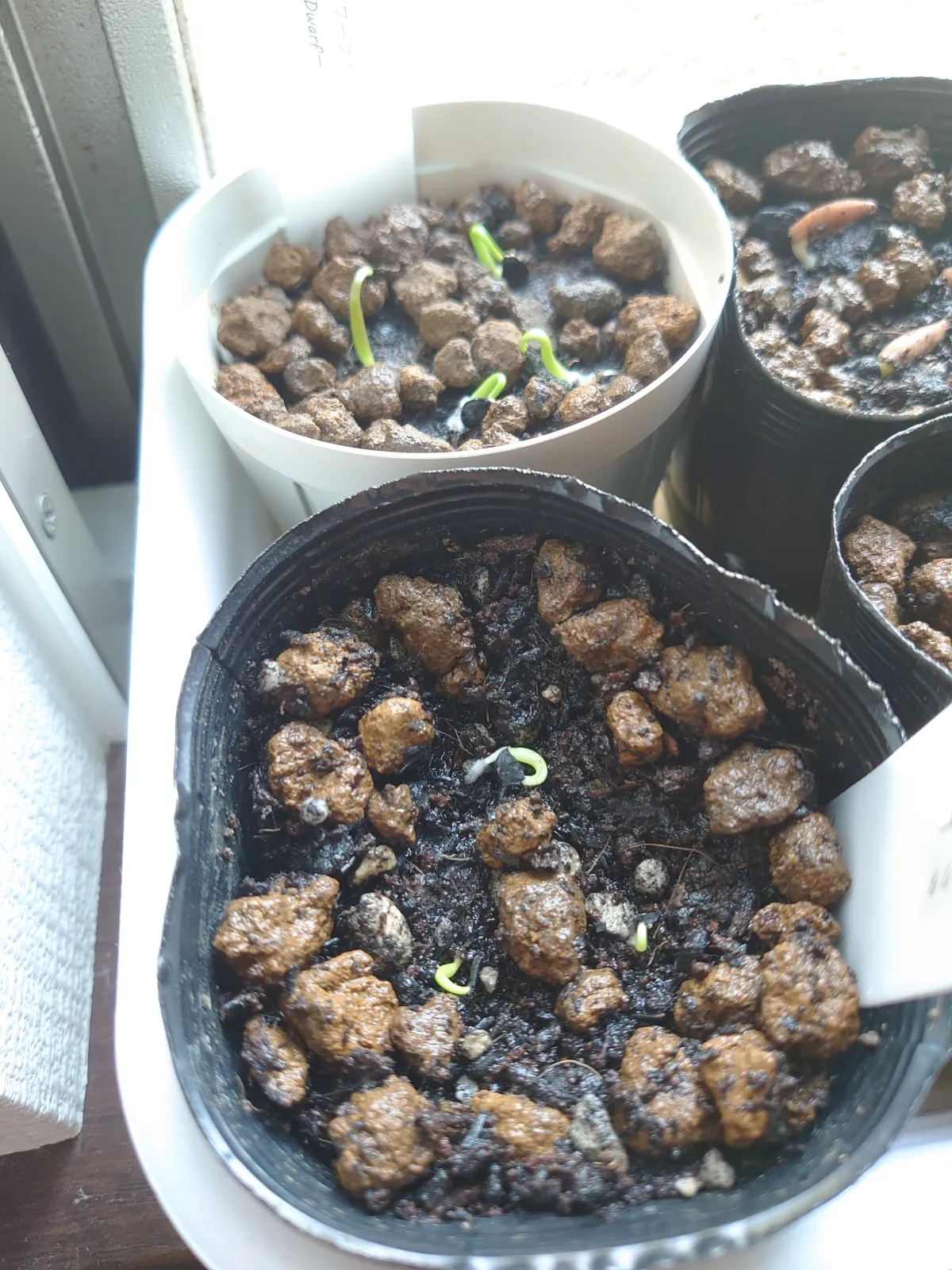 Agave potatorum Dwarf (アガベ ポタトラムドワーフ)