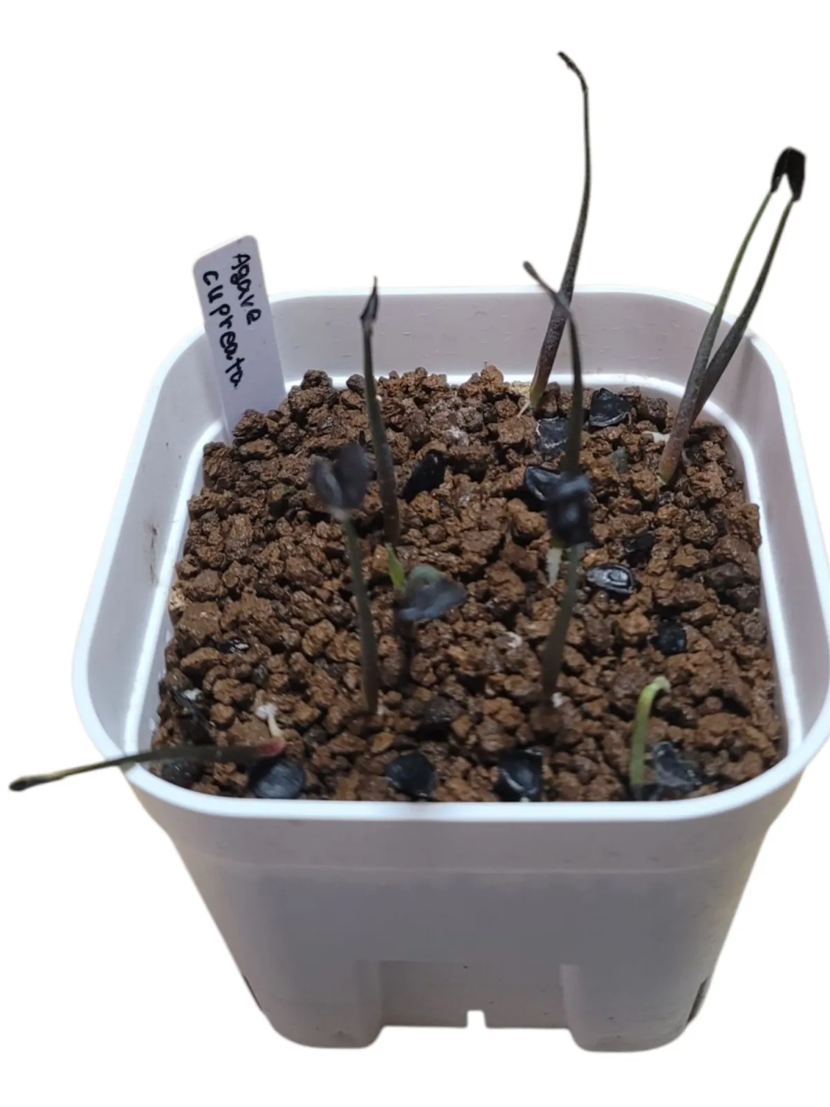 Agave cupreata (アガベ クプレアータ)