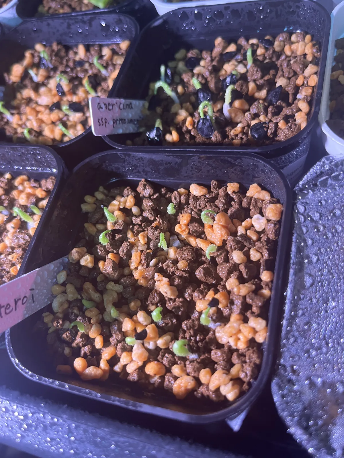 Agave oteroi (アガベ オテロイ)