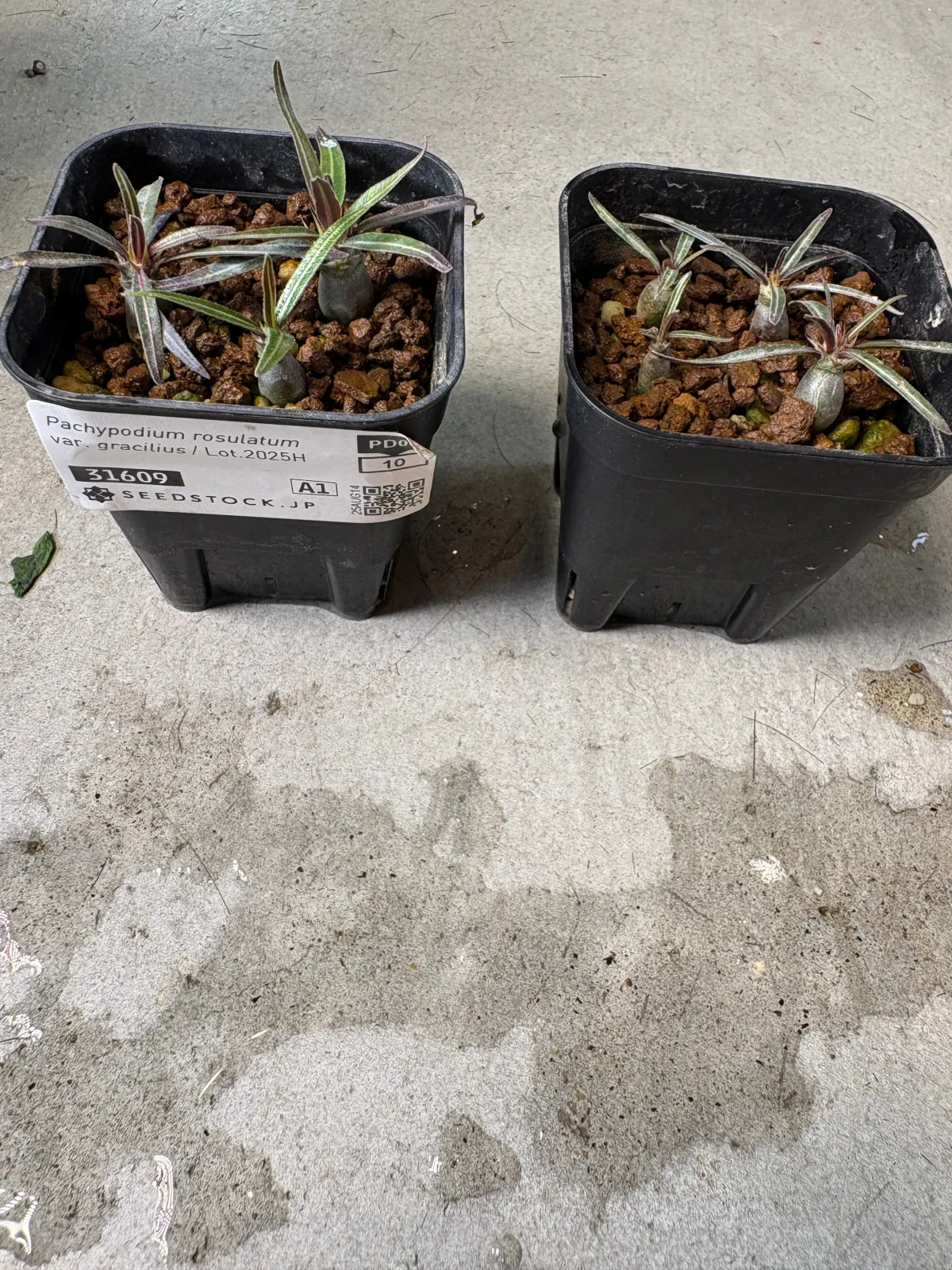 Pachypodium rosulatum var. gracilius (パキポディウム グラキリス)