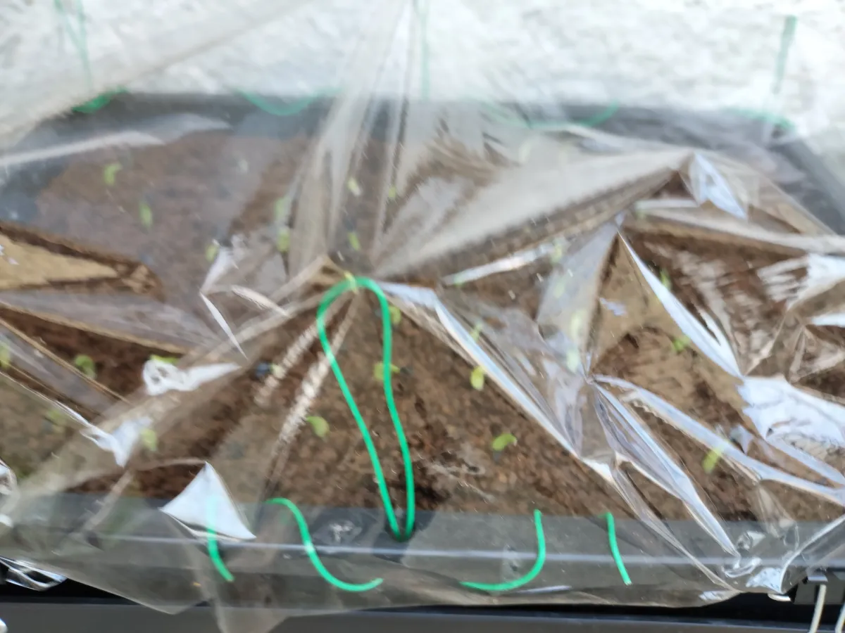 Agave titanota (アガベ チタノタ ドワーフ)