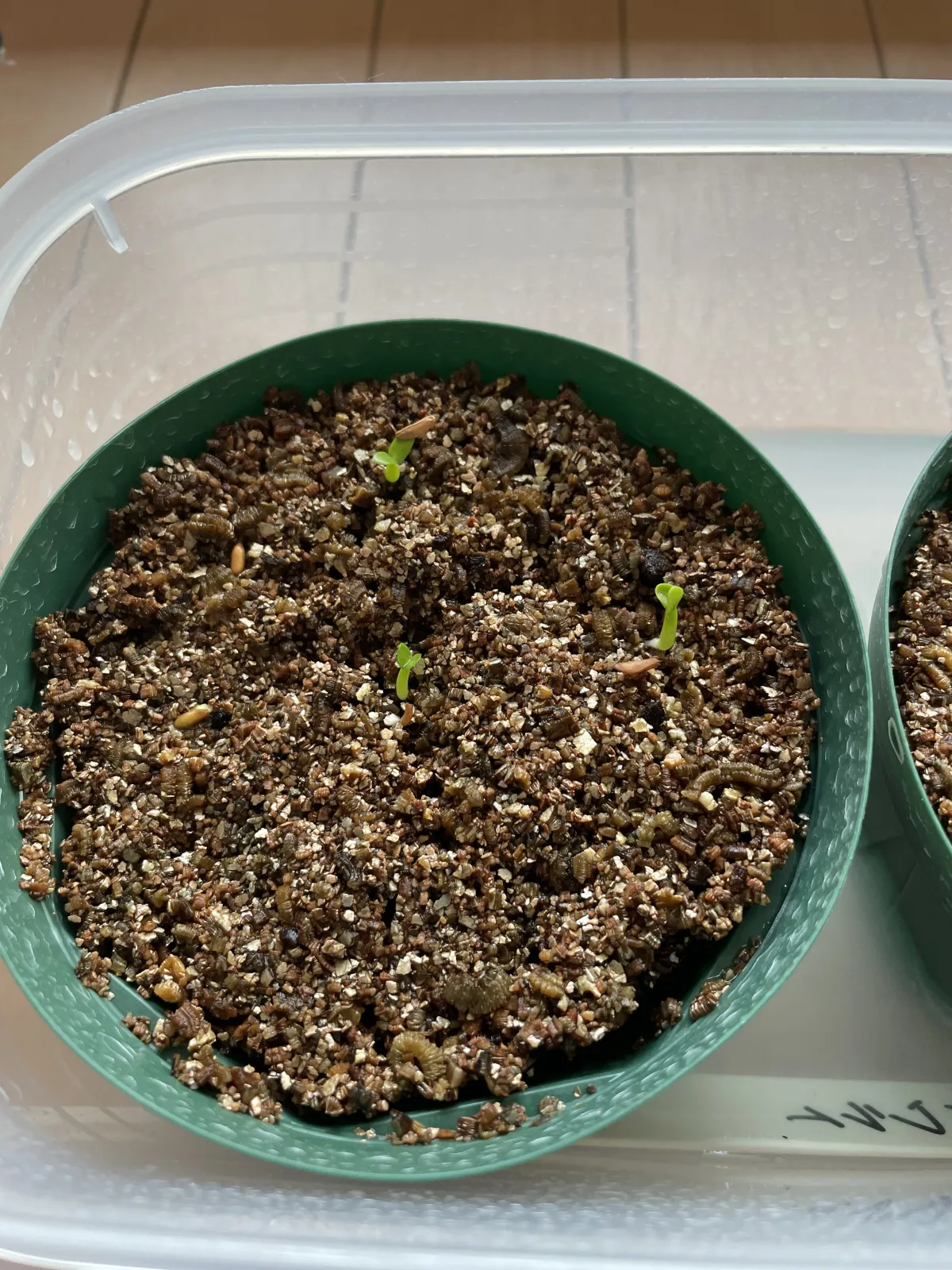 Pachypodium brevicaule subsp. leucoxanthum (パキポディウム レウコキサンツム)