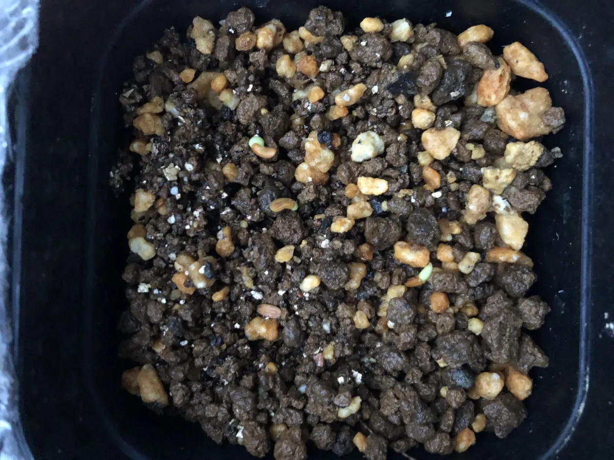 Pachypodium brevicaule subsp. leucoxanthum (パキポディウム レウコキサンツム)