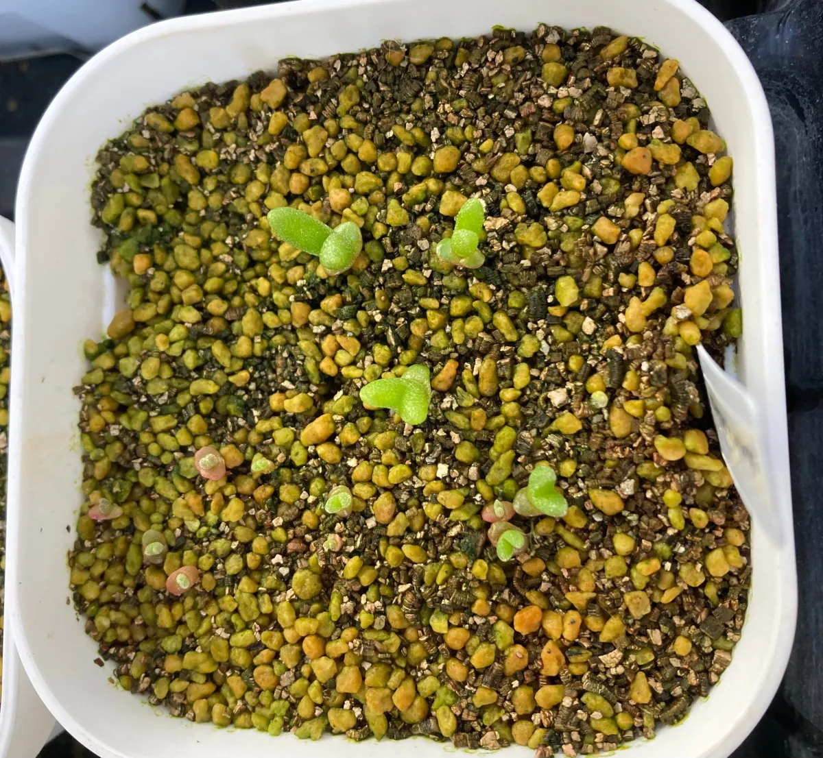 Monilaria moniliforme (モニラリア モニリフォルメ)