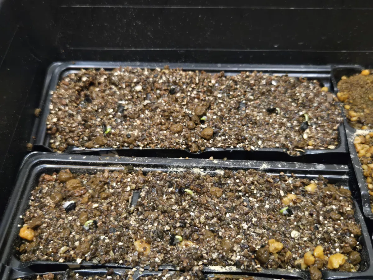 Agave utahensis var. nevadensis (アガベ ユタエンシス ネヴァデンシス)