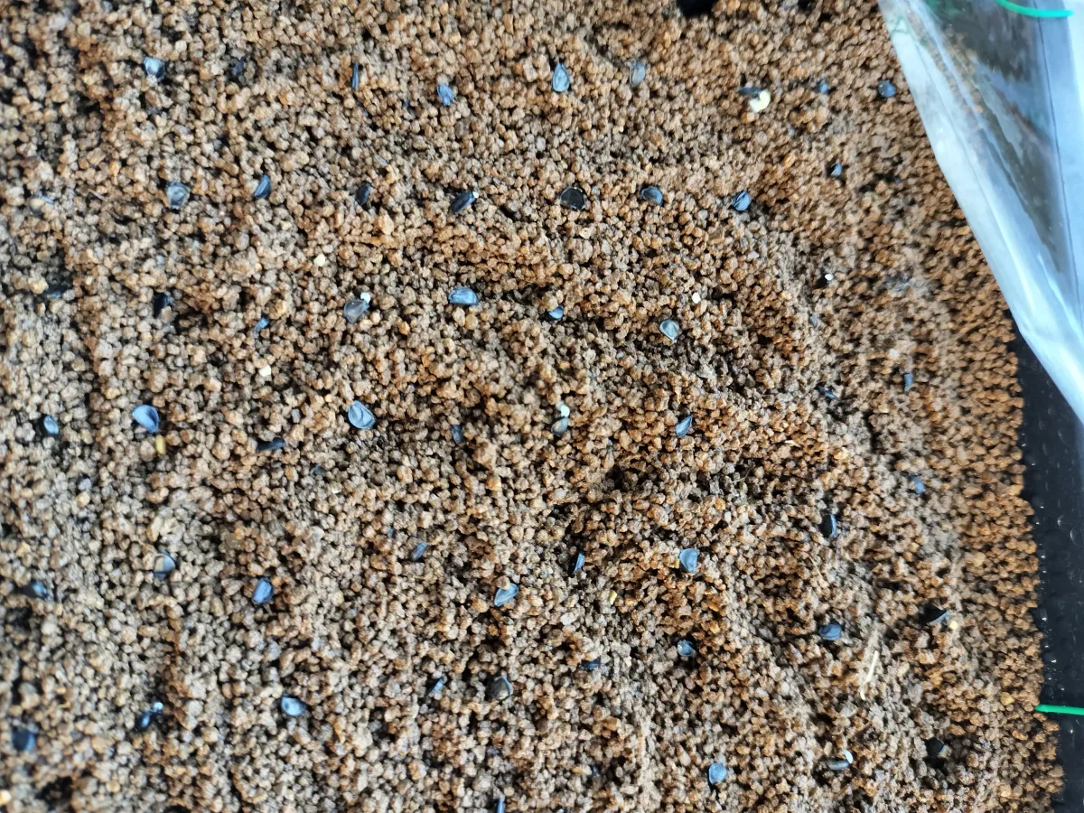 Agave oteroi (アガベ オテロイ)