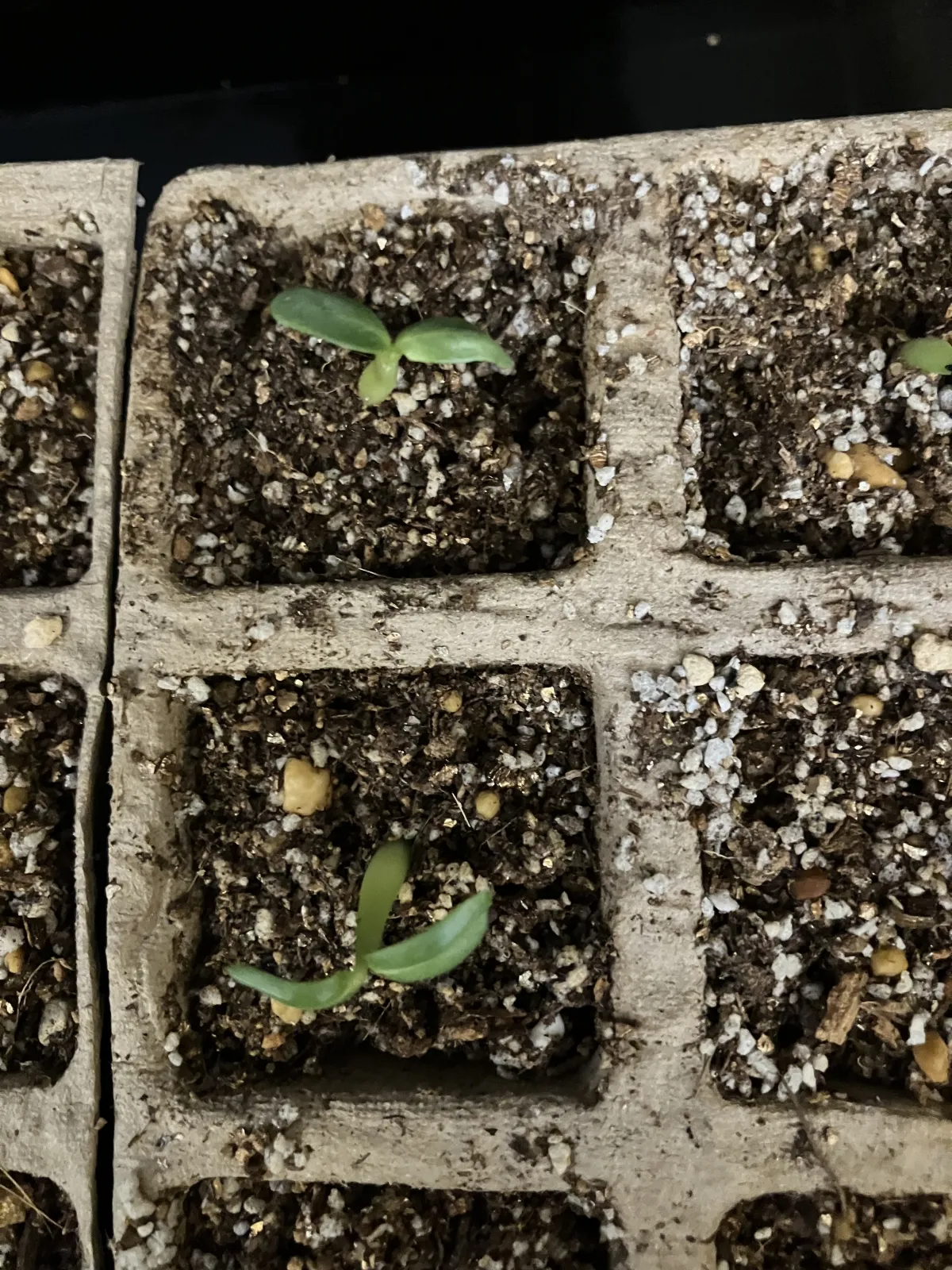 Pachypodium rosulatum (パキポディウム ロスラーツム)