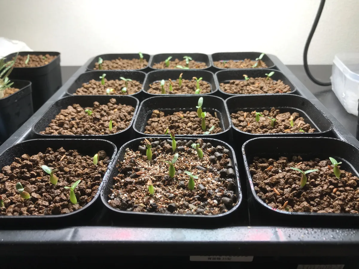 Pachypodium rosulatum var. gracilius (パキポディウム グラキリス)