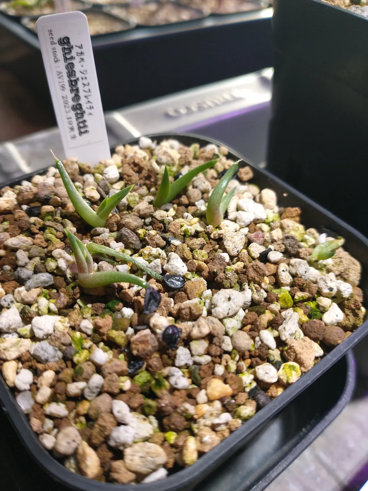 Agave ghiesbreghtii (アガベ ジェスブレイティ)