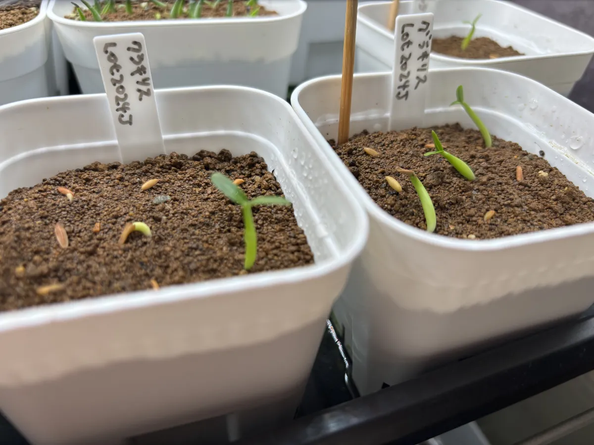 Pachypodium rosulatum var. gracilius (パキポディウム グラキリス)