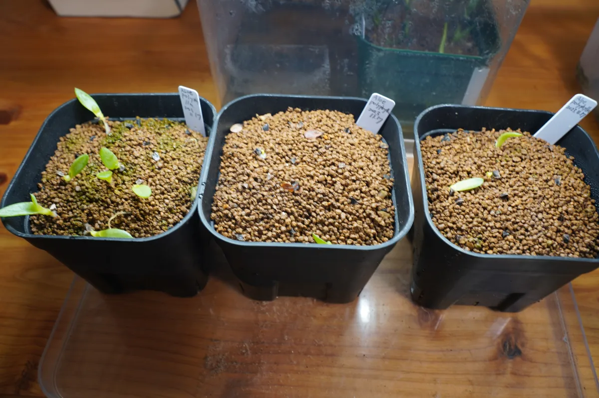 Aloe polyphylla (アロエ ポリフィラ)