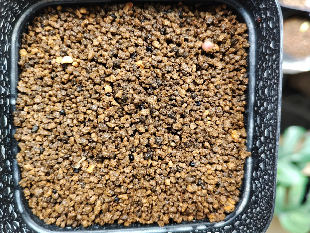 Ariocarpus fissuratus var. hintonii (アリオカルプス ヒントニー 亀甲牡丹)