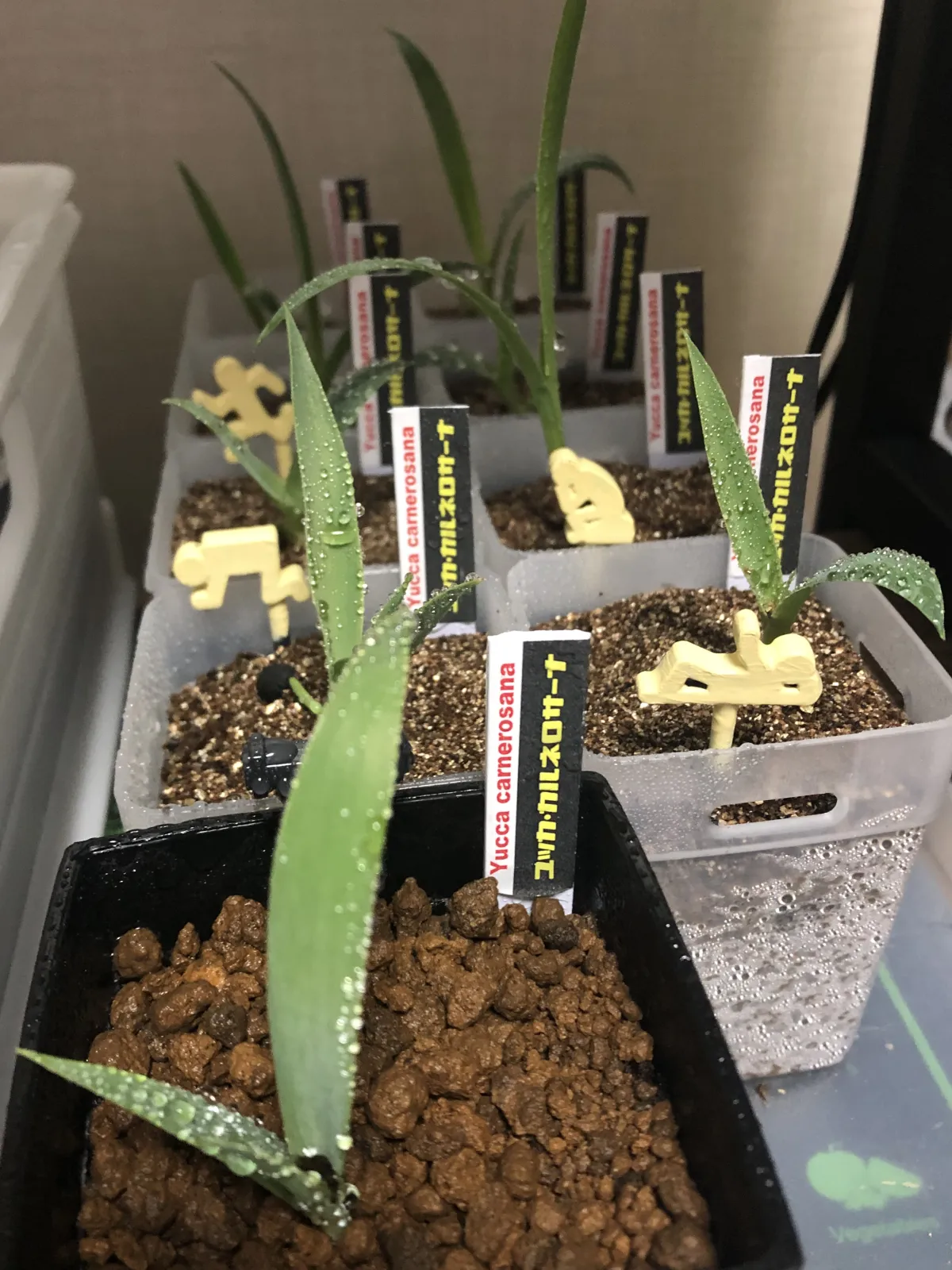 Yucca carnerosana (ユッカ カルネロサーナ)