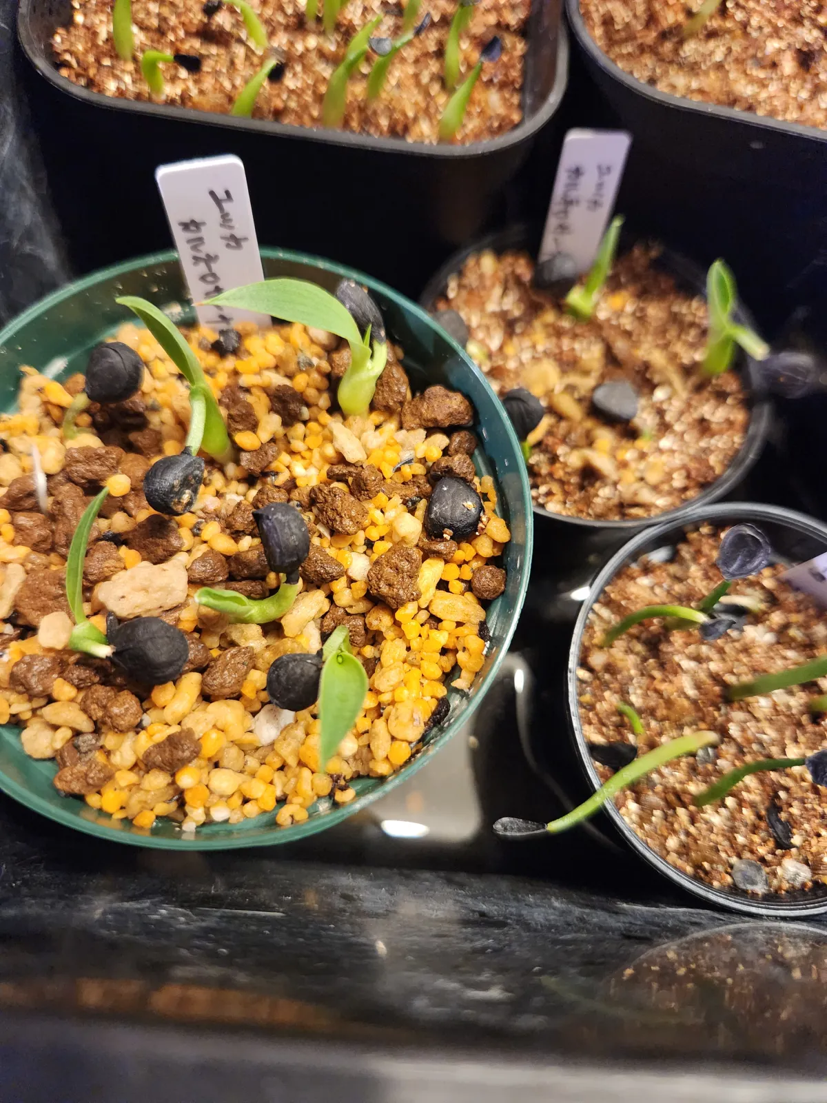 Yucca carnerosana (ユッカ カルネロサーナ)