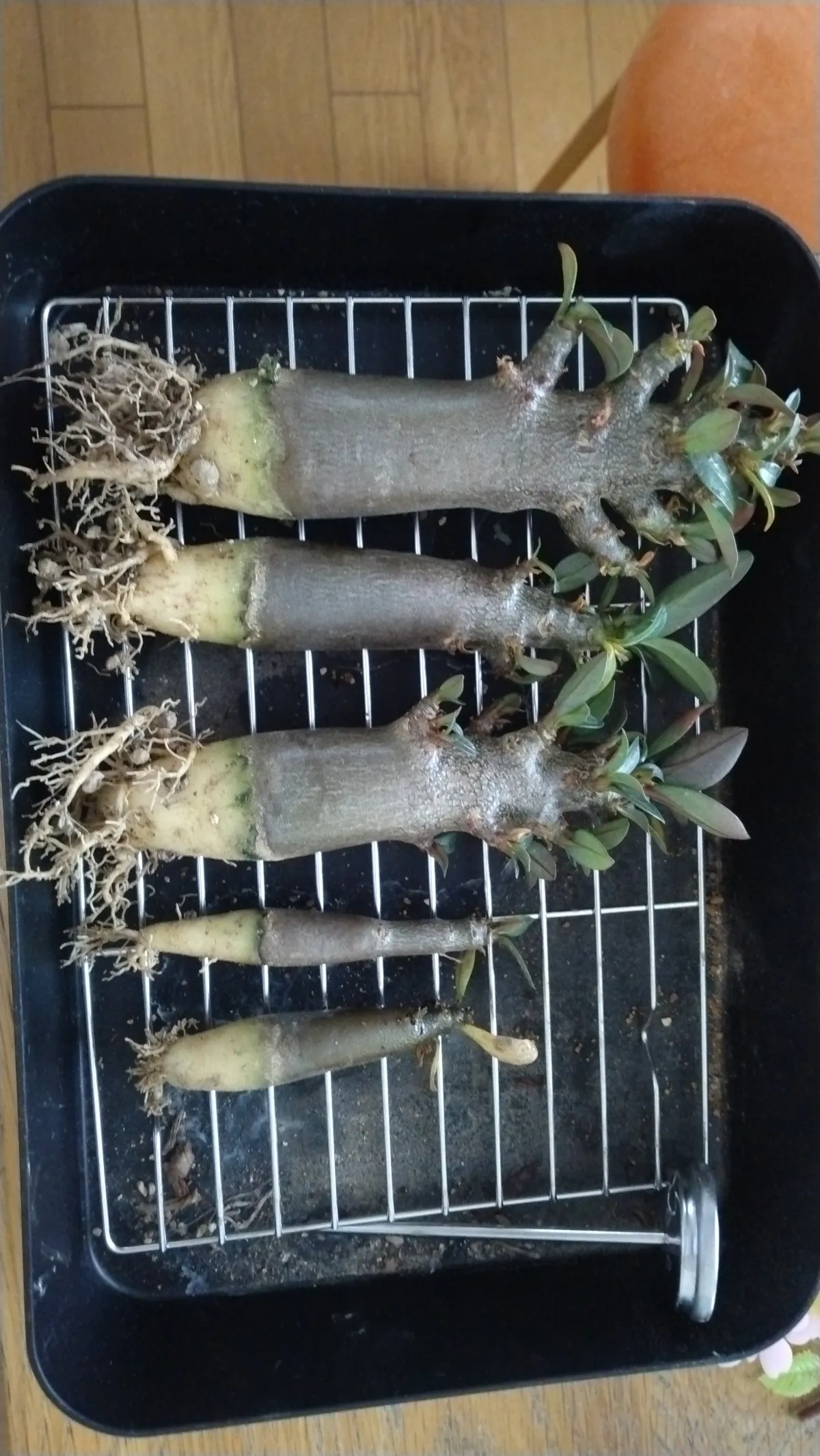 Adenium arabicum Black Stem (アデニウム アラビカム ブラックステム)