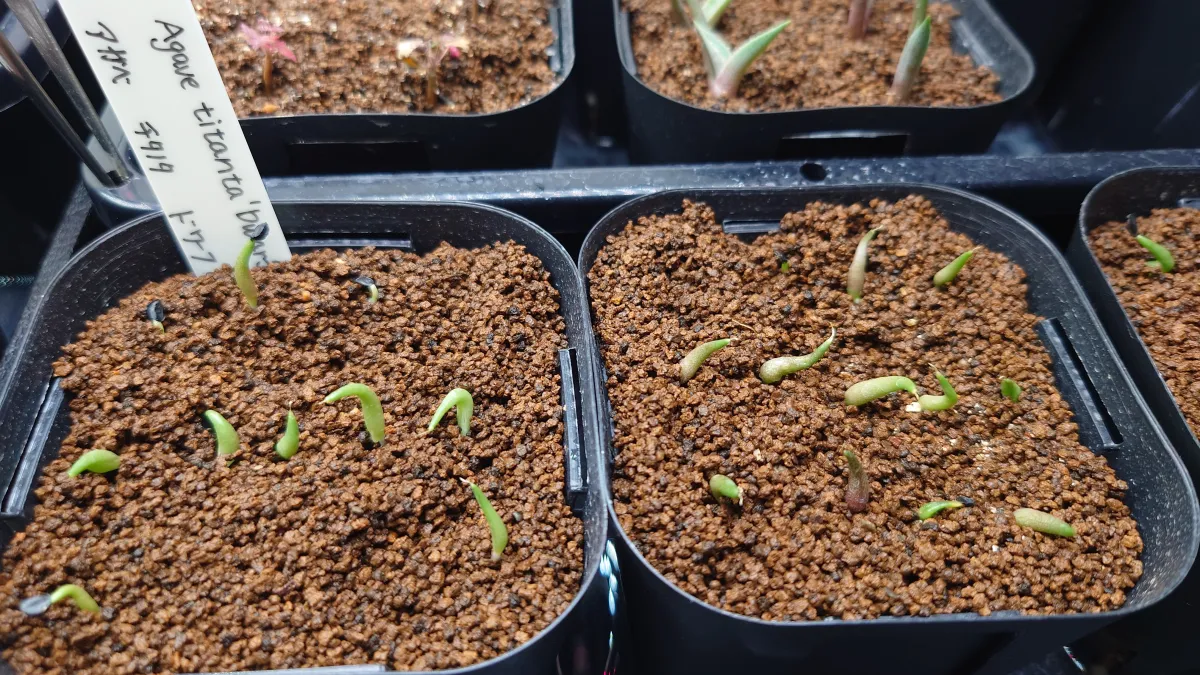 Agave titanota (アガベ チタノタ ドワーフ)