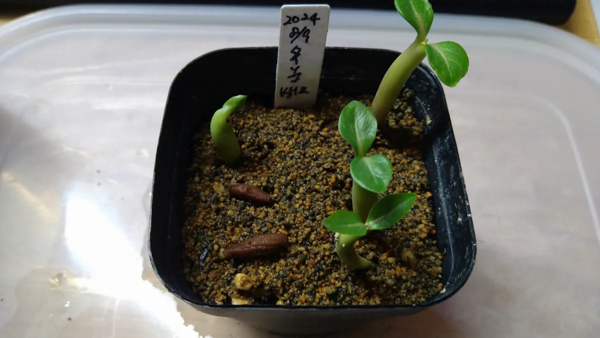 Adenium obesum thai (アデニウム タイ ソコトラナム)