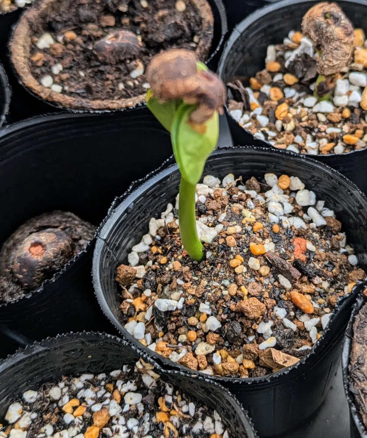 Adansonia fony var. rubrostipa (アダンソニア（バオバブ）フォニー)