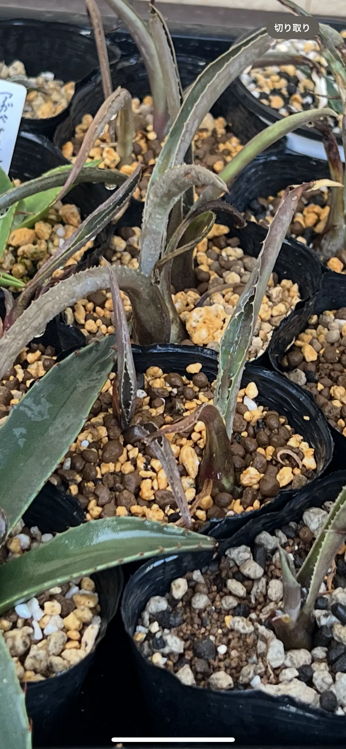 Agave angustifolia (アガベ アンガスティフォリア)