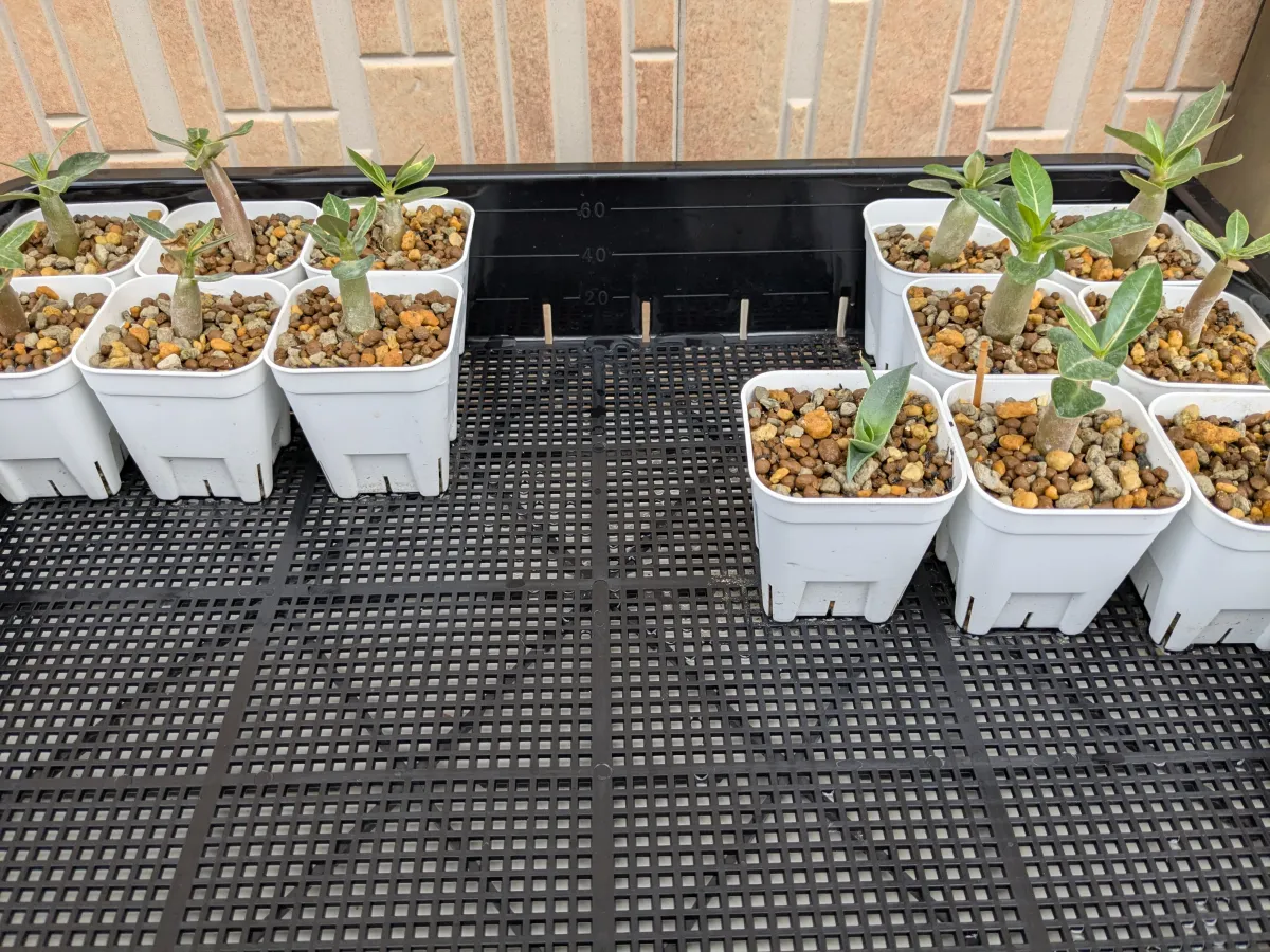 Adenium arabicum (アデニウム アラビカム)