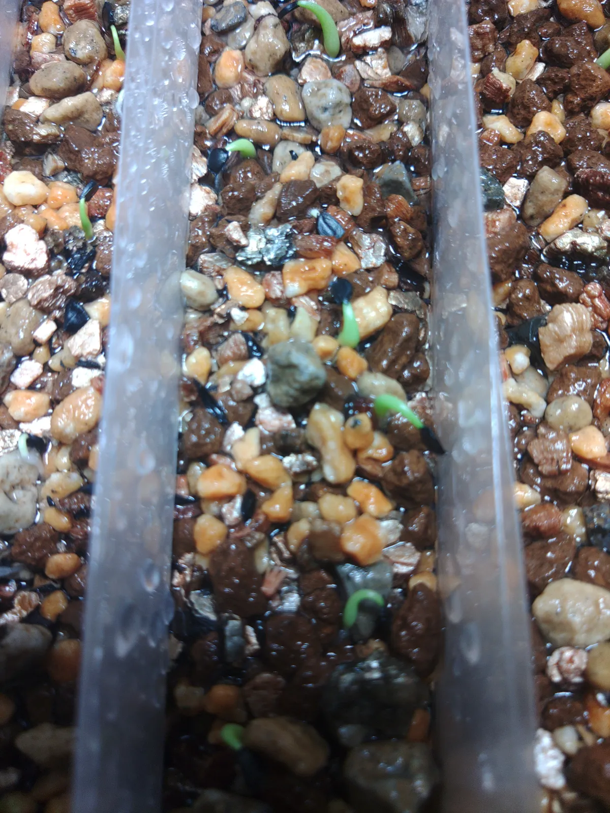 Agave utahensis var. eborispina (アガベ エボリスピナ)