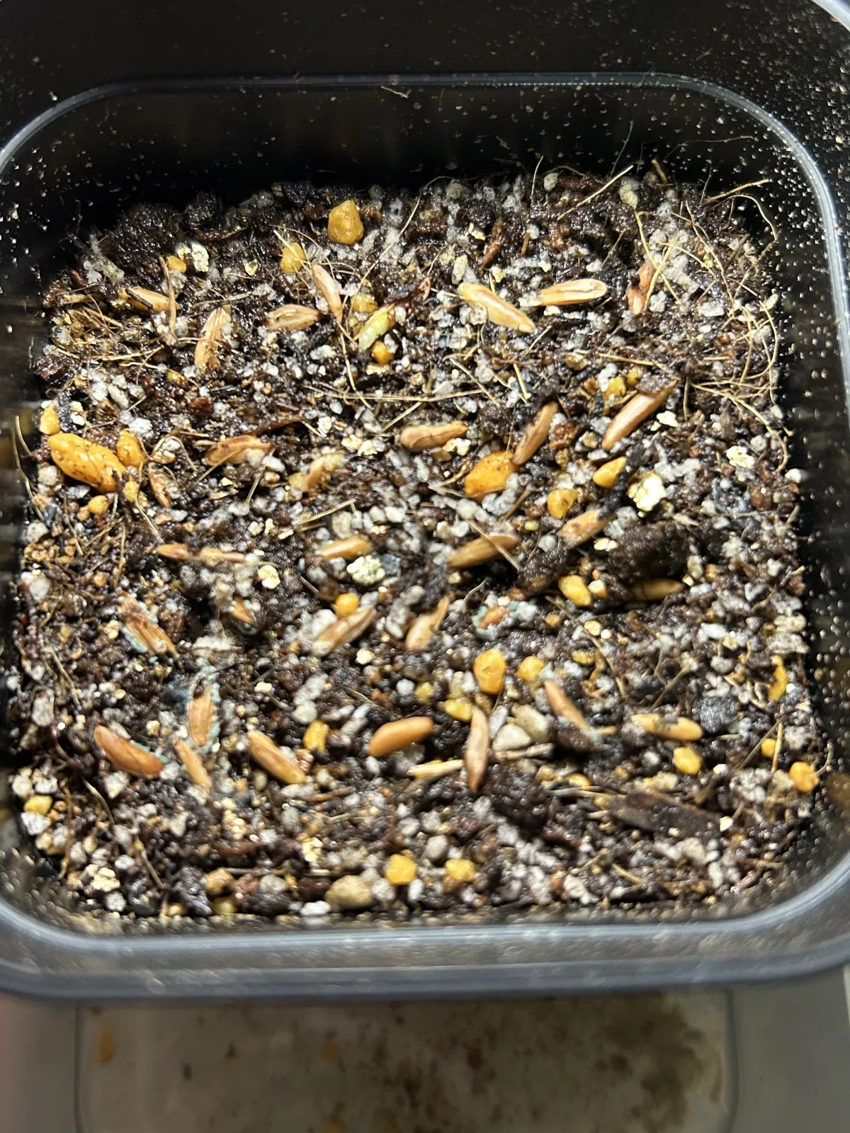 [無料種子] 発芽難 パキポディウム グラキリス　 Pachypodium rosulatum var. gracilius