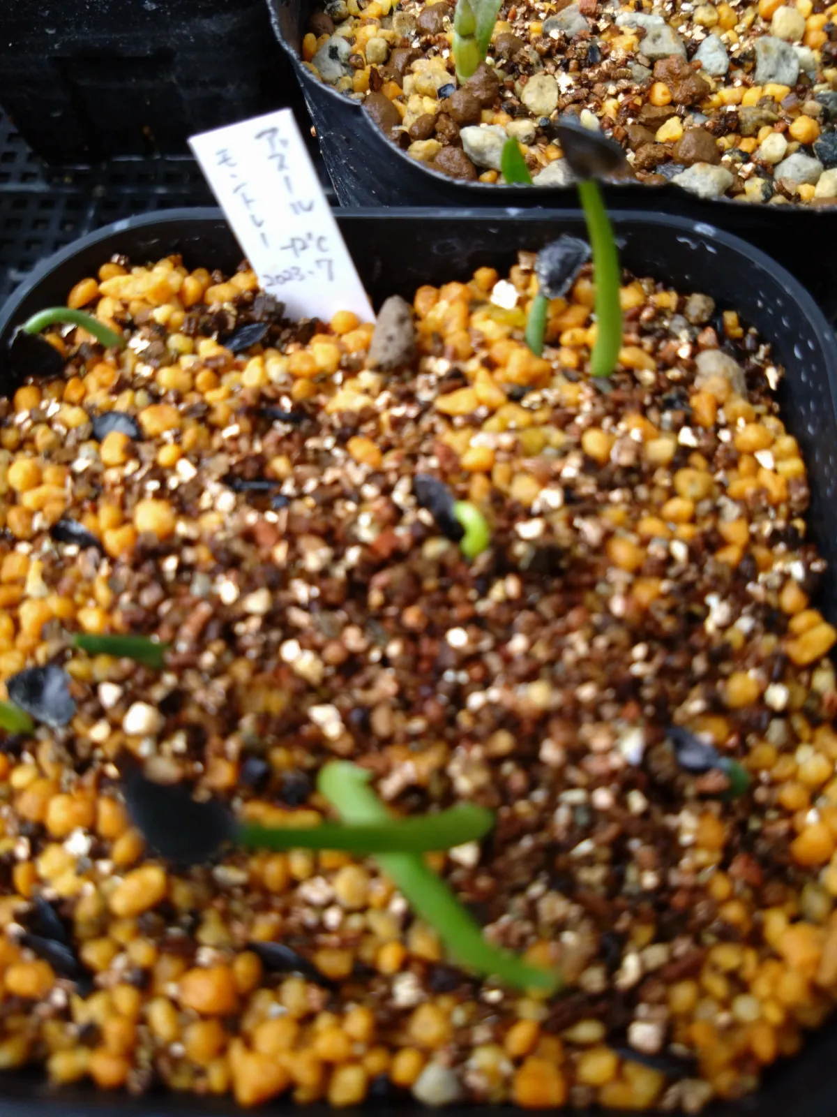 Agave Agave sp 'Azul Monterrey' (アガベ アズールモントレー)