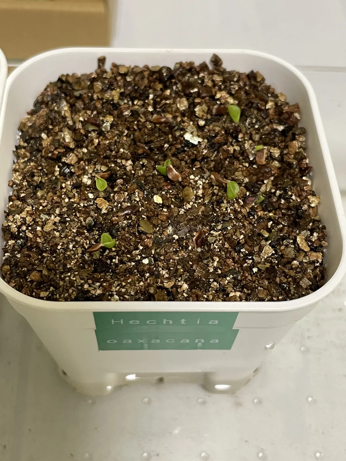 Hechtia oaxacana (ヘクチア オアハカーナ)