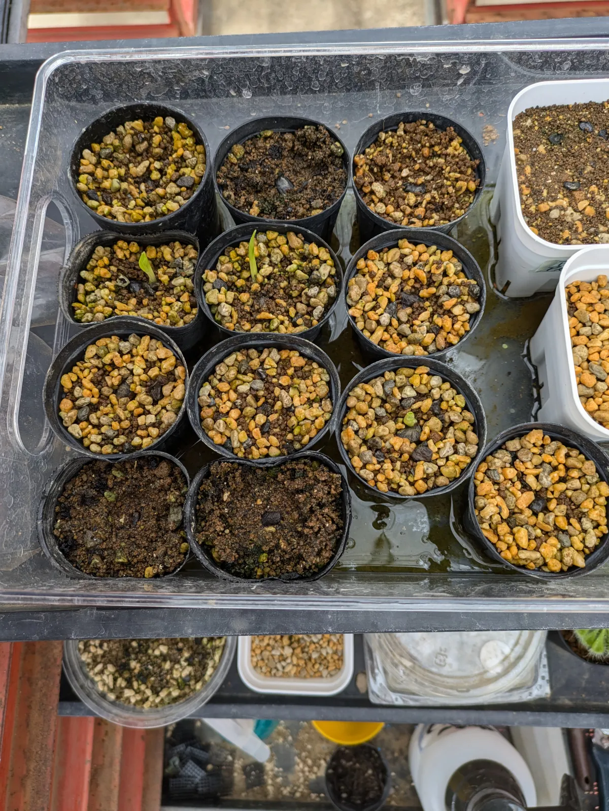 Ravenala madagascariensis (ラベナラ マダガスカリエンシス)