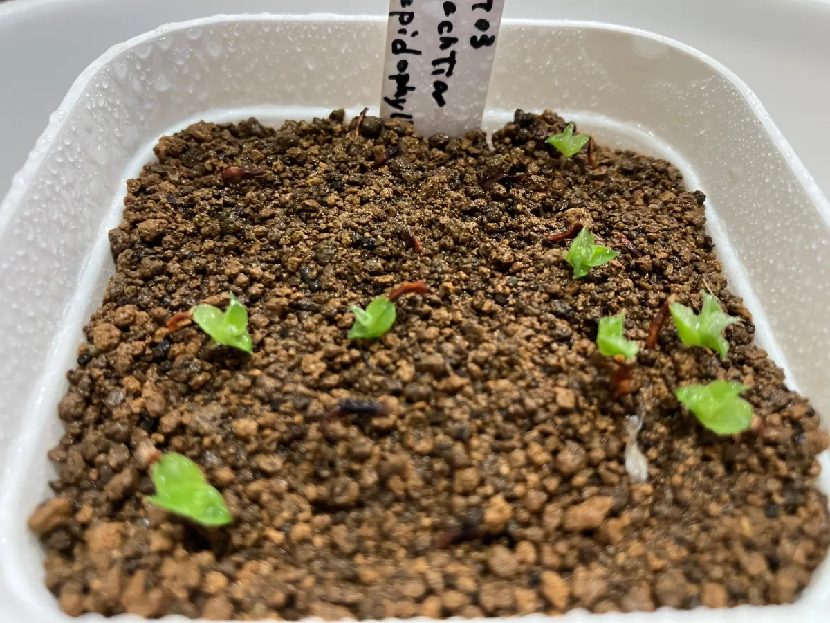 Hechtia lepidophylla (ヘクチア レピドフィラ)