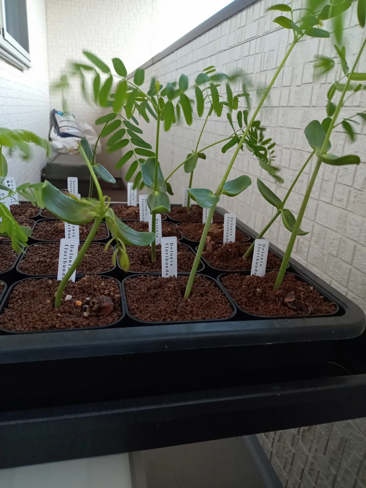 Delonix floribunda (デロニクス フロリブンダ（フロリバンダ）)