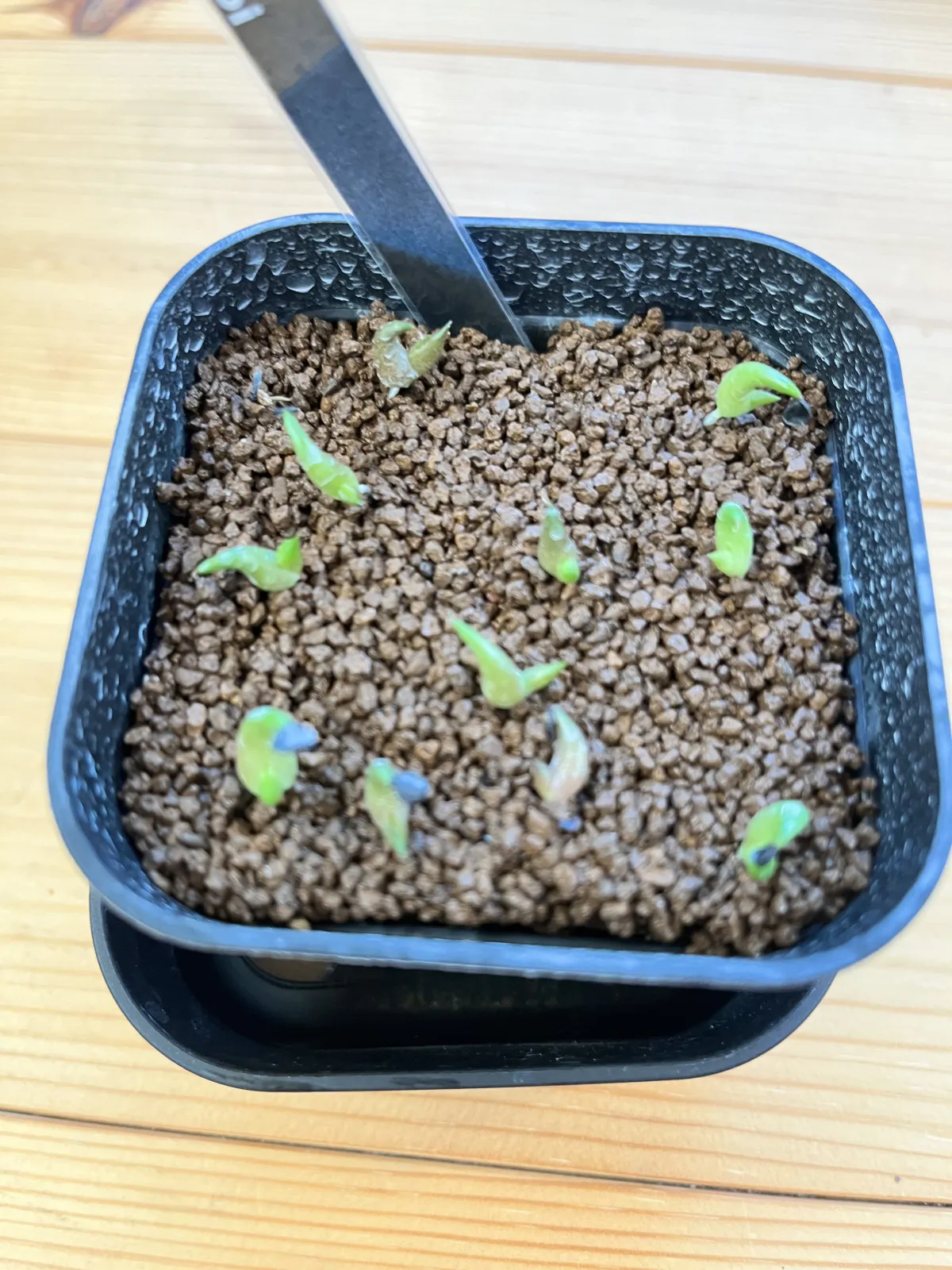 Agave oteroi (アガベ オテロイ)