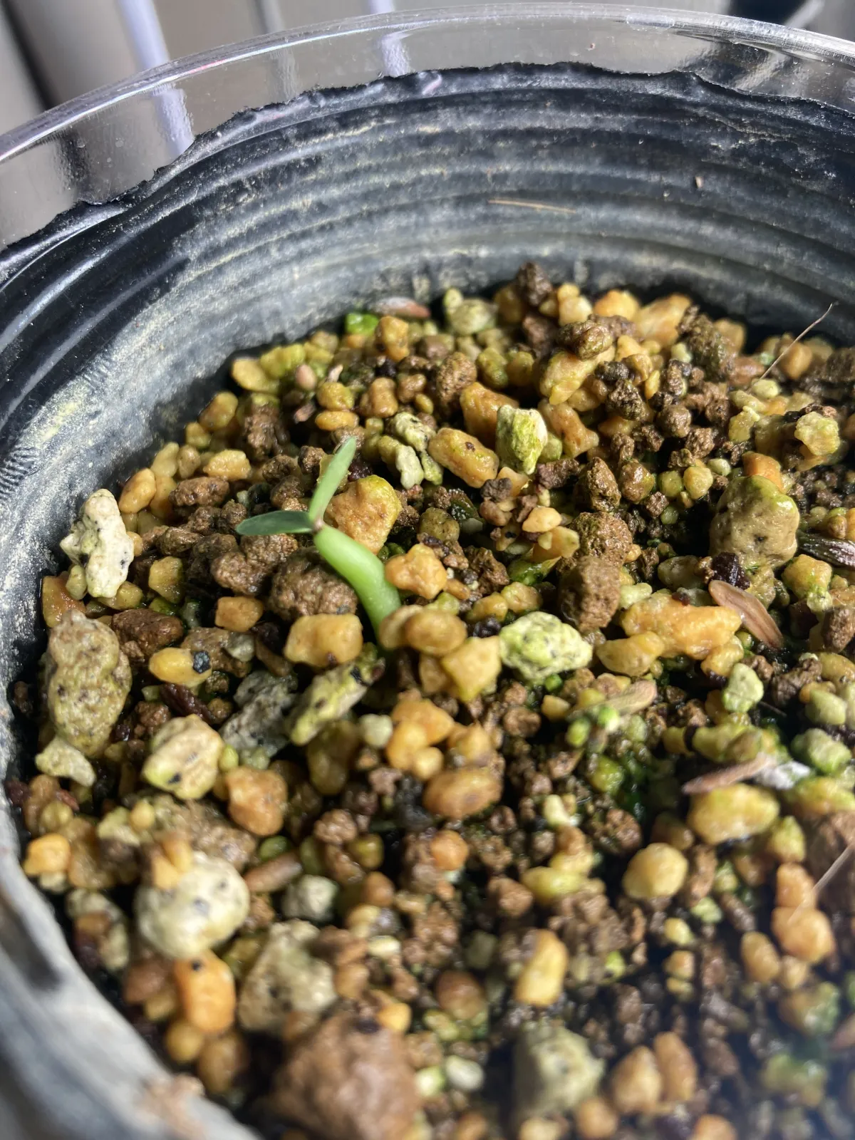 Pachypodium rosulatum ssp. cactipes (パキポディウム カクチペス)