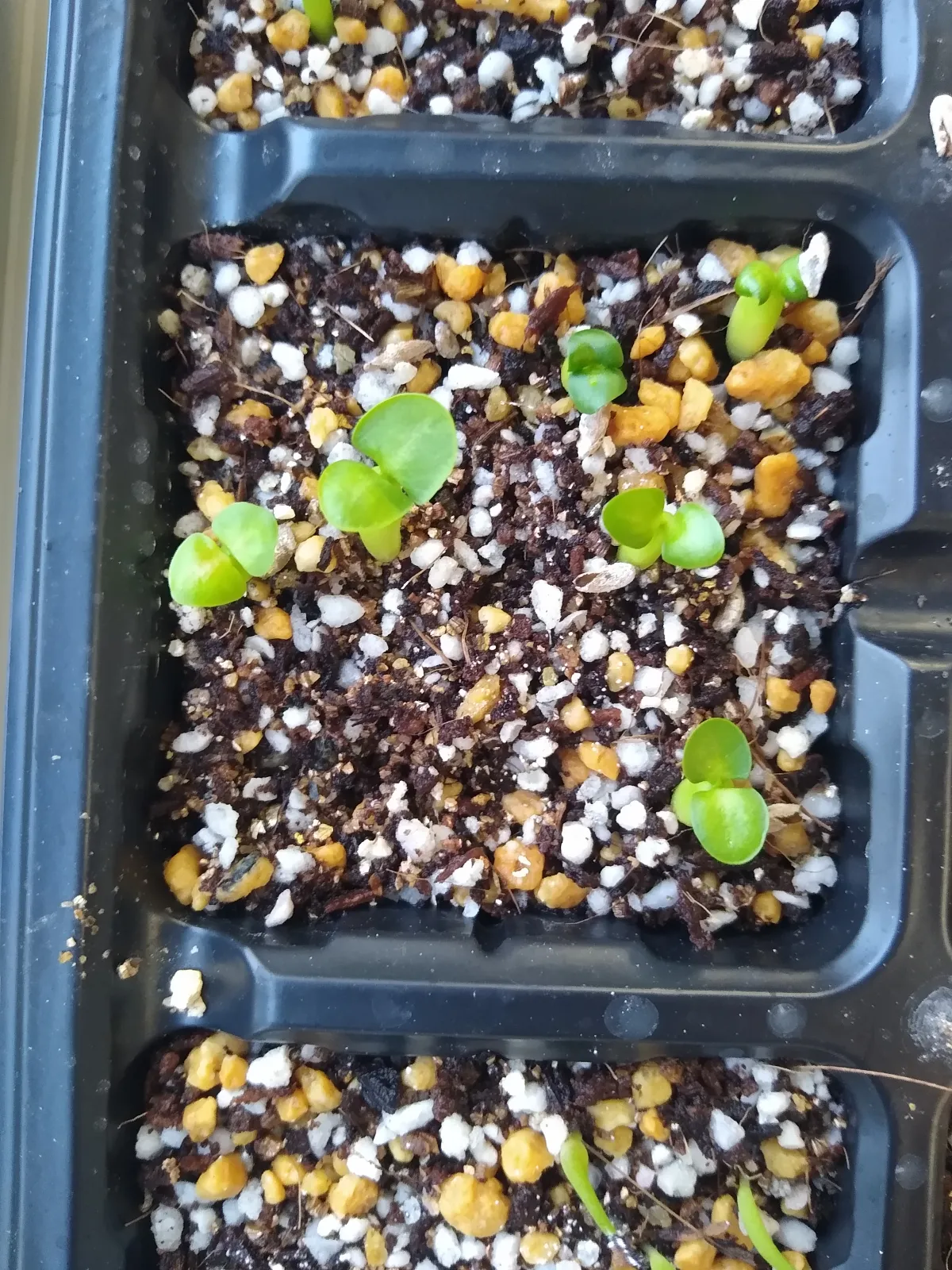 Pachypodium succulentum (パキポディウム サキュレンタム 天馬空)