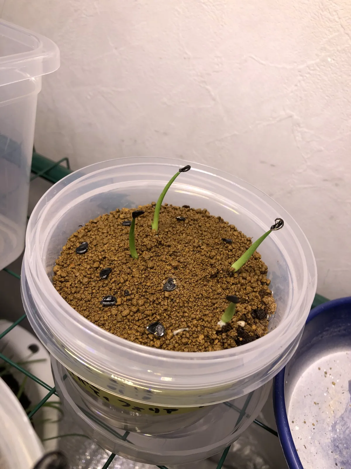 Agave ovatifolia (アガベ オバティフォリア)