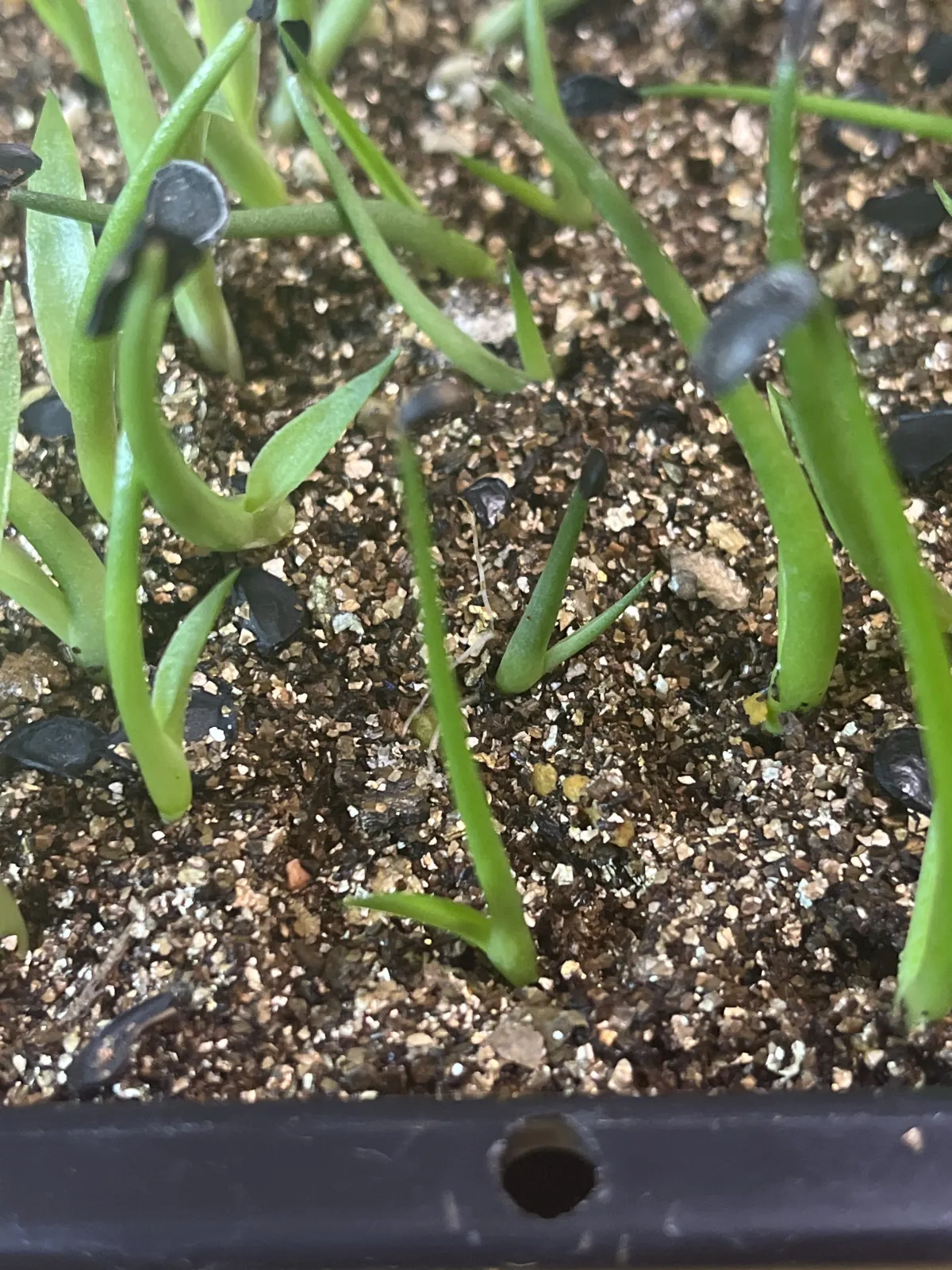 Agave schottii var. schottii (アガベ ショッティ)