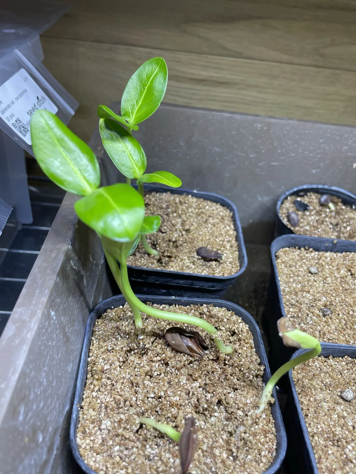 Pachypodium sofiense (パキポディウム ソフィエンセ)