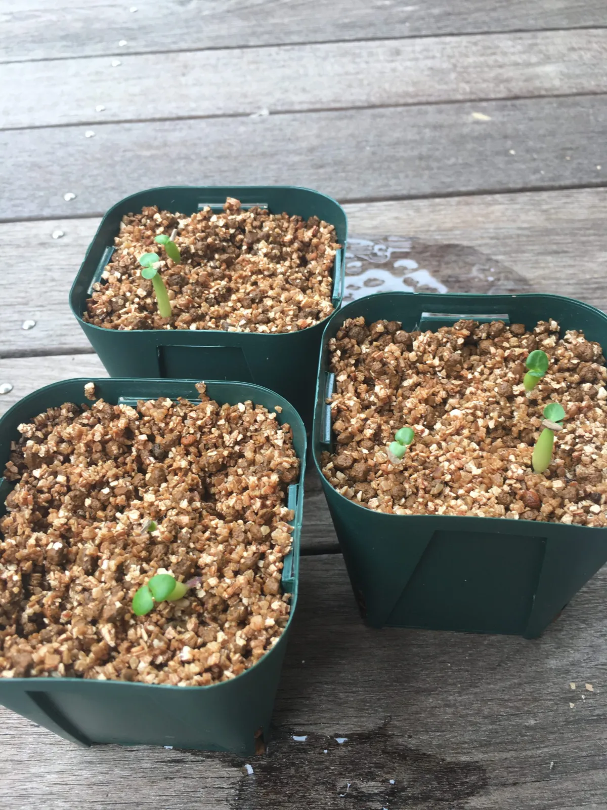 Pachypodium bispinosum (パキポディウム ビスピノーサム)