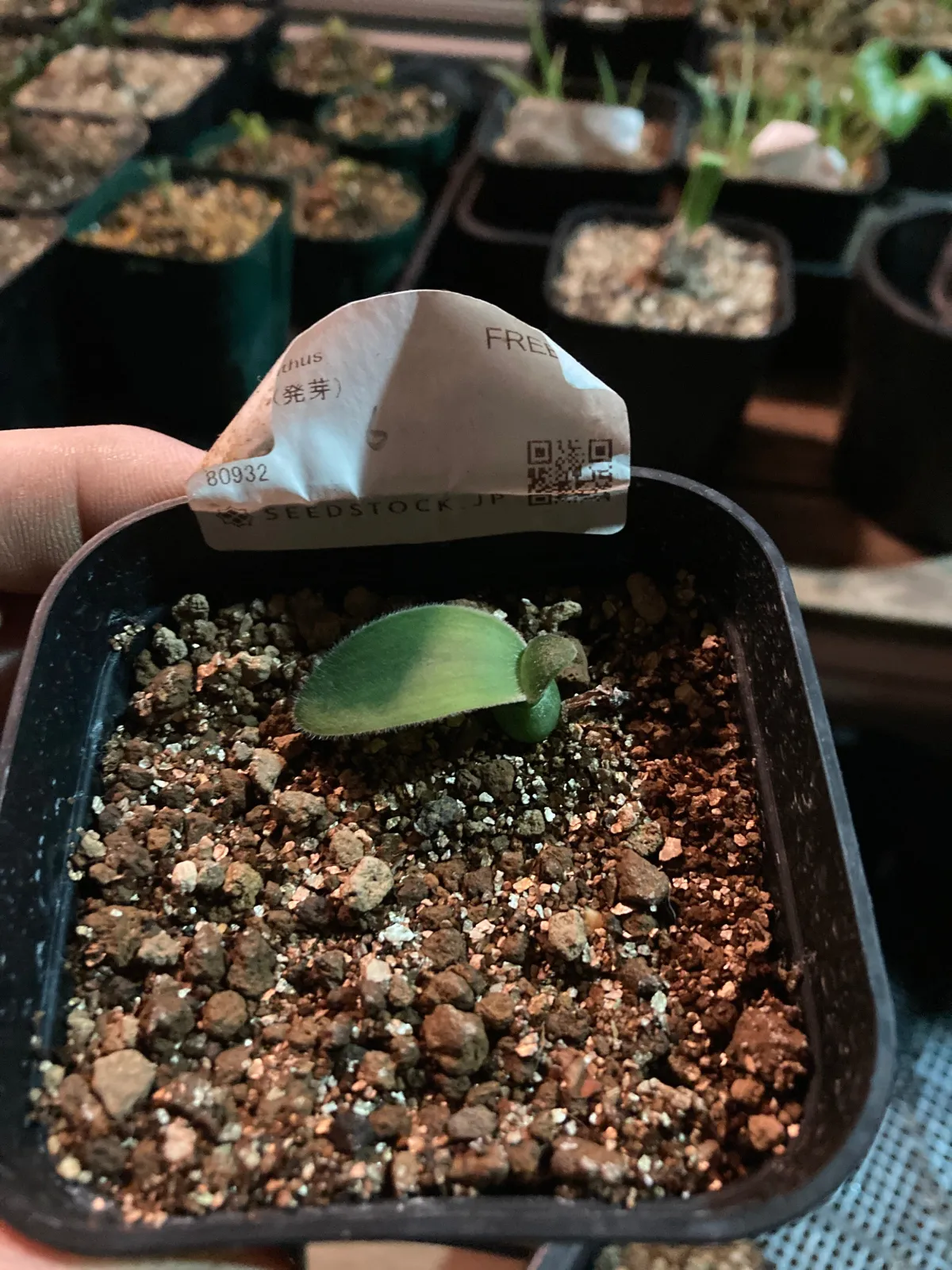 Haemanthus albiflos (ハエマンサス アルビフロス)