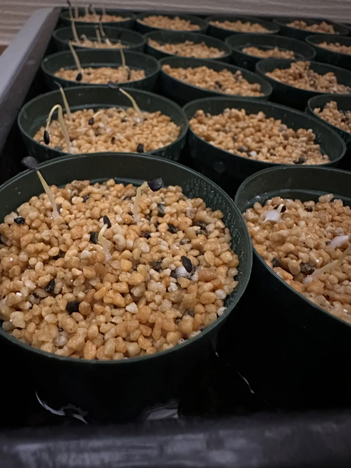 Agave utahensis var. eborispina (アガベ エボリスピナ)