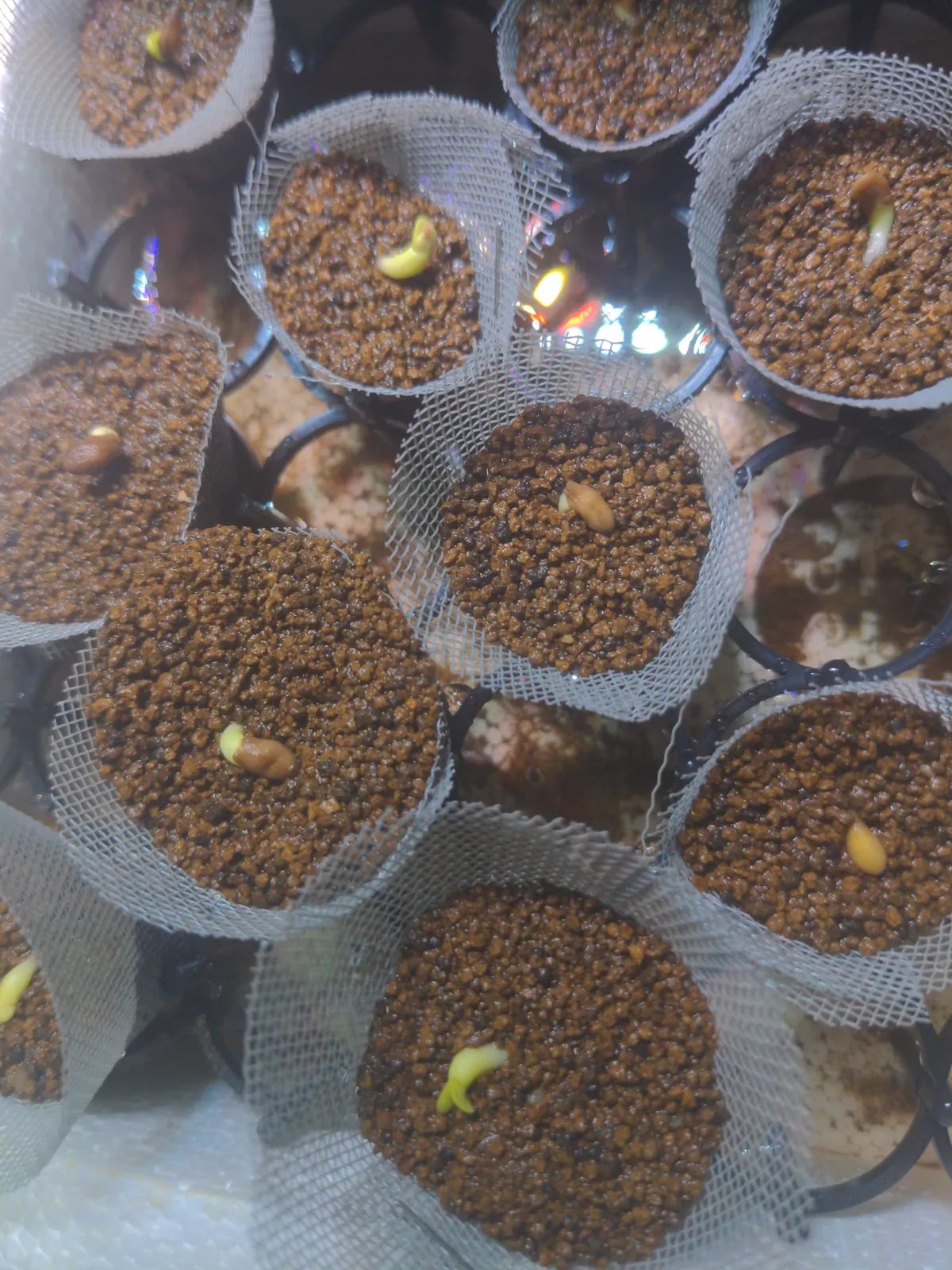 Pachypodium succulentum (パキポディウム サキュレンタム 天馬空)